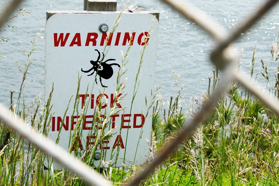 Diagnosing Lyme disease