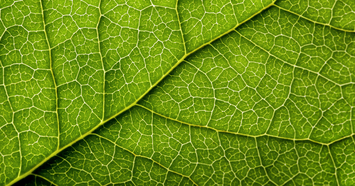 plant diet