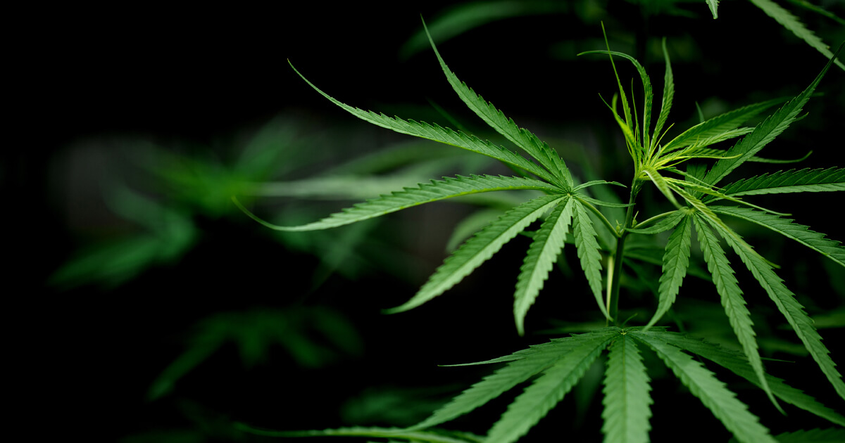 medical cannabis