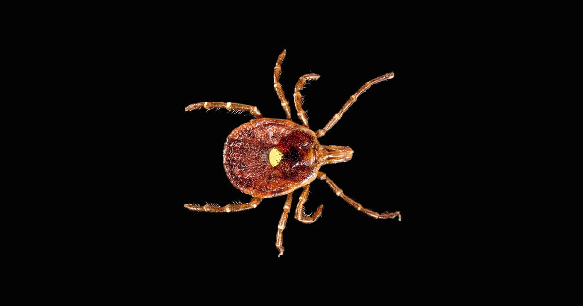 Lone star tick with heartland virus